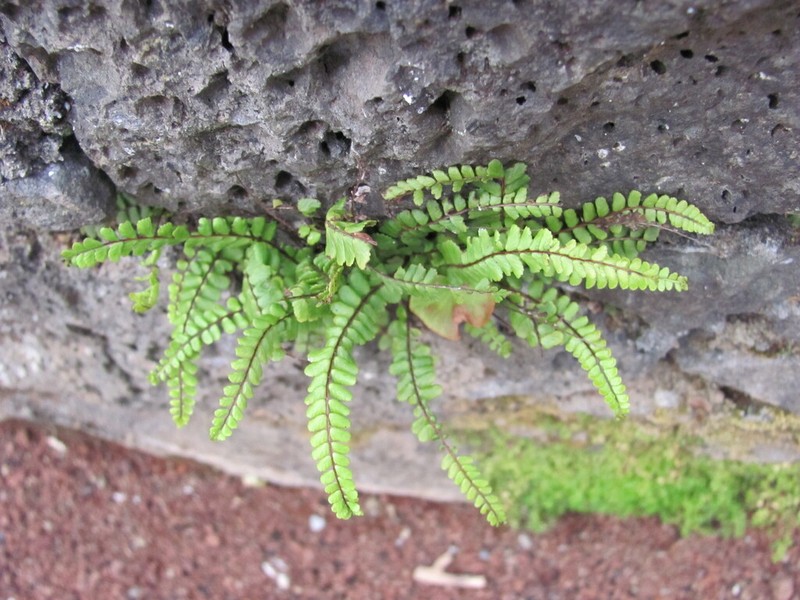 Asplenium quadrivalens photo 5