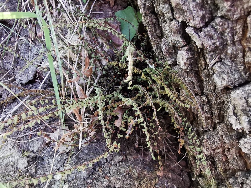Asplenium quadrivalens photo 6