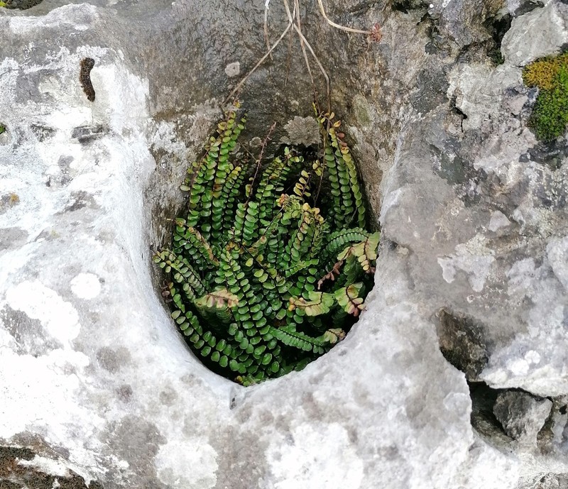 Asplenium quadrivalens photo 7