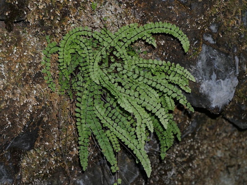 Asplenium quadrivalens photo 8