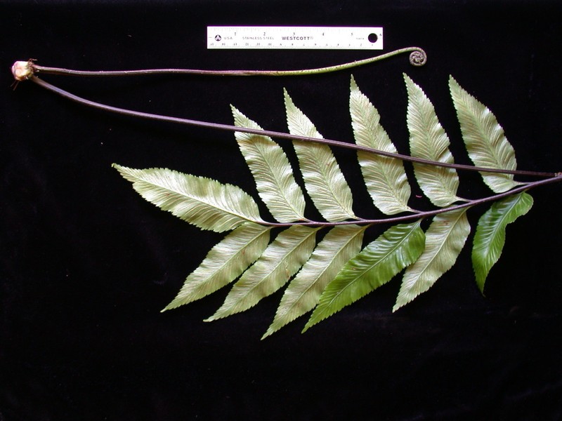 Asplenium quaylei photo 2