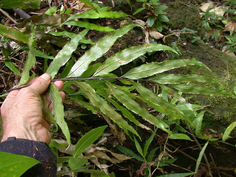 Asplenium quaylei photo 3