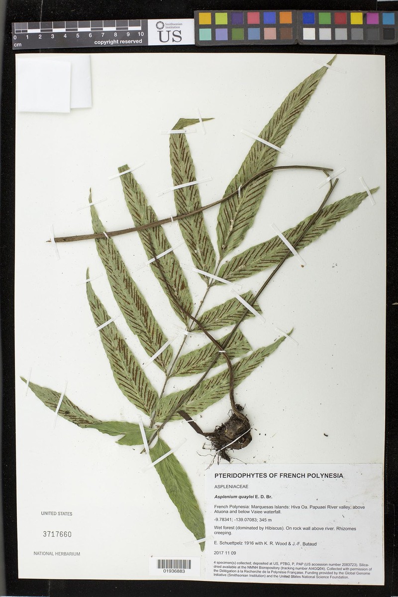 Asplenium quaylei photo 4