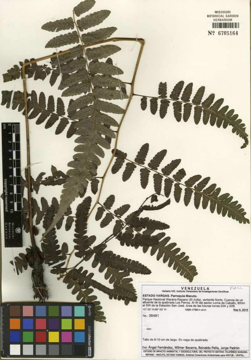 Asplenium quitense photo 4