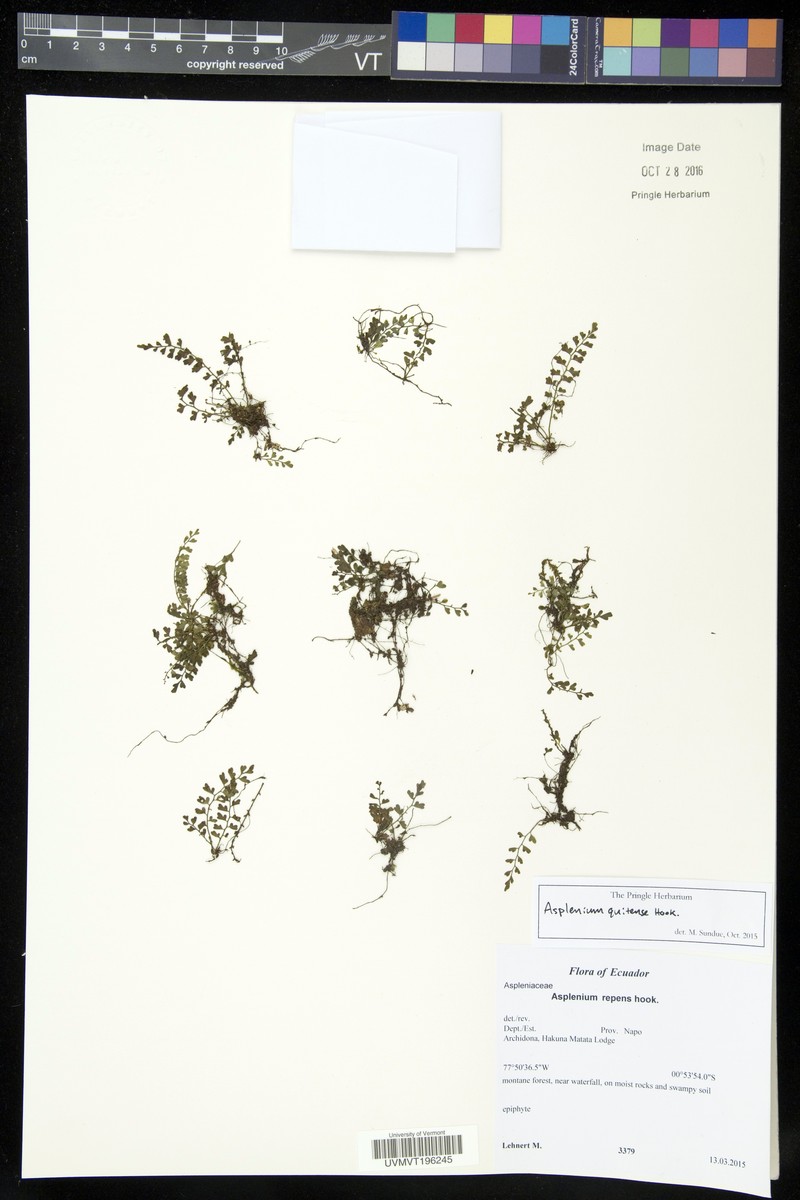 Asplenium quitense
