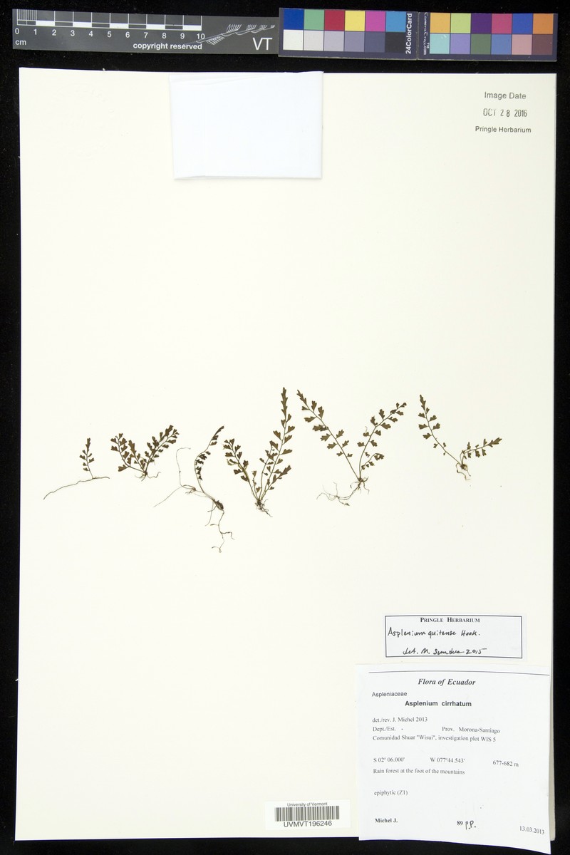 Asplenium quitense photo 3