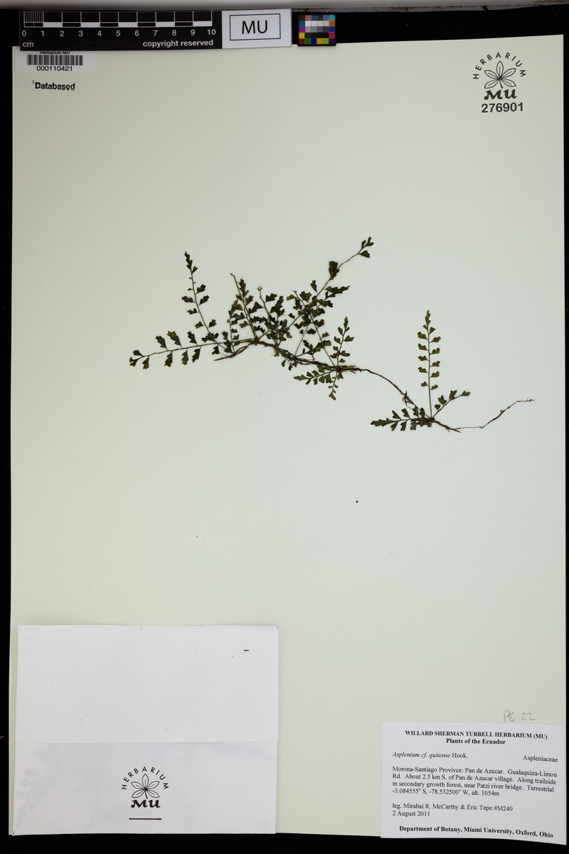 Asplenium quitense photo 4