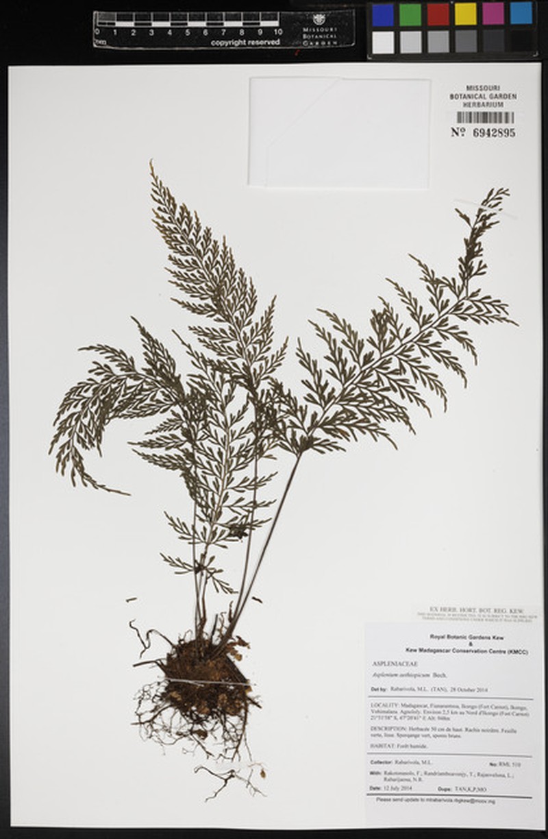 Asplenium rabarivolae