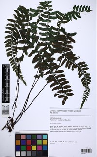 Asplenium raddianum