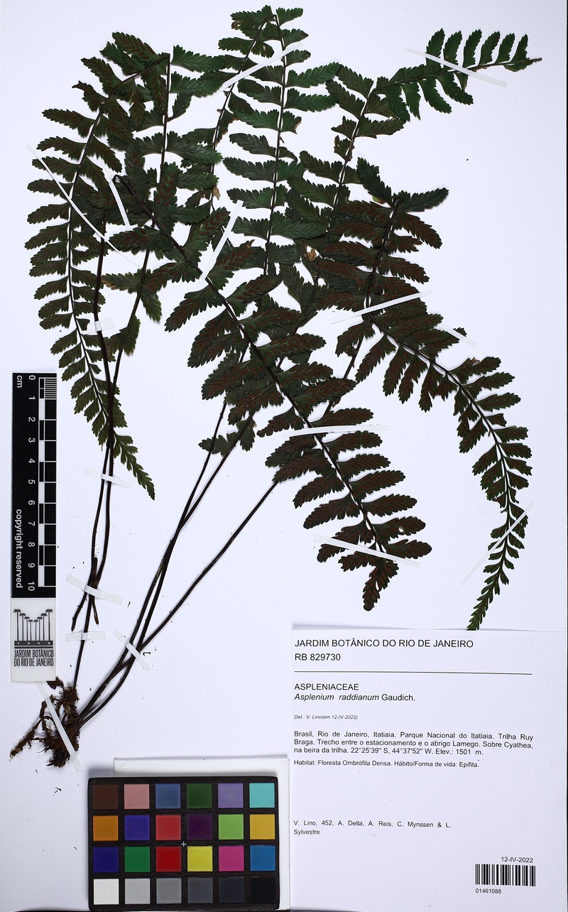 Asplenium raddianum