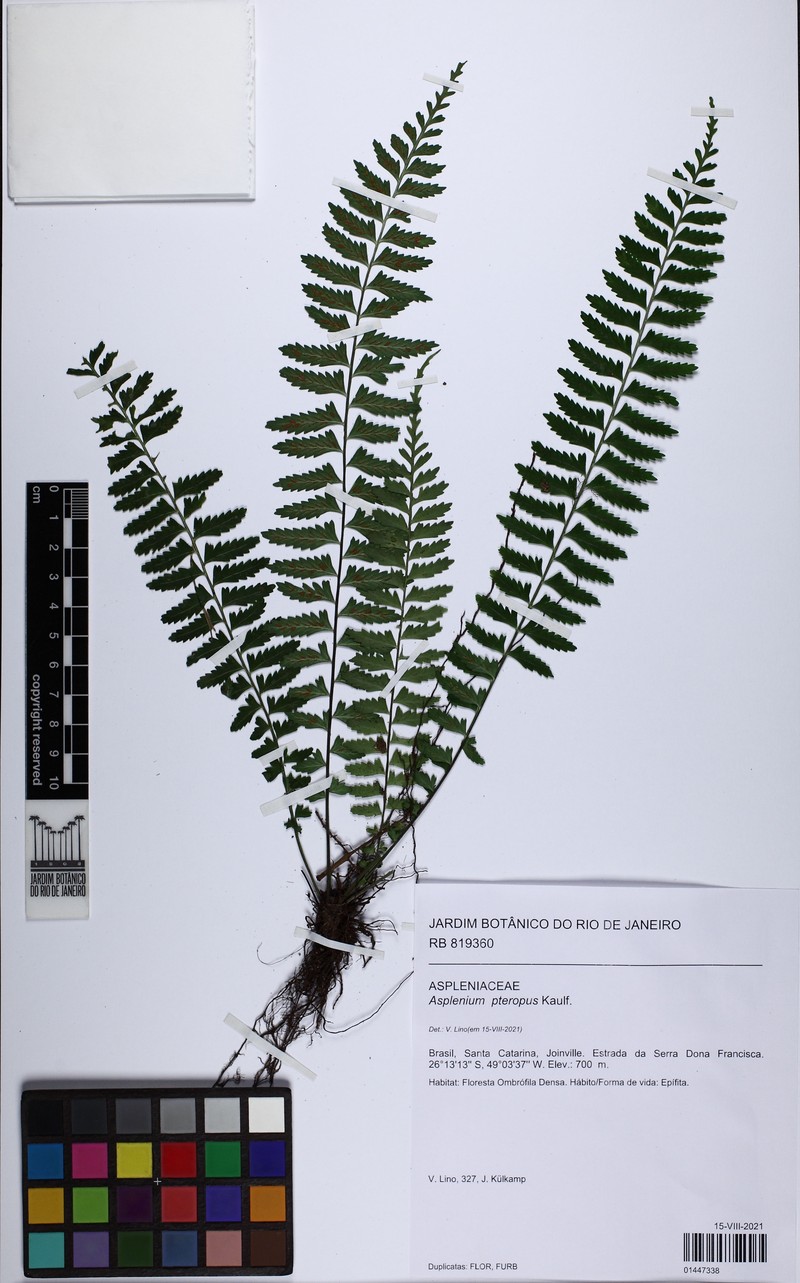 Asplenium raddianum photo 2