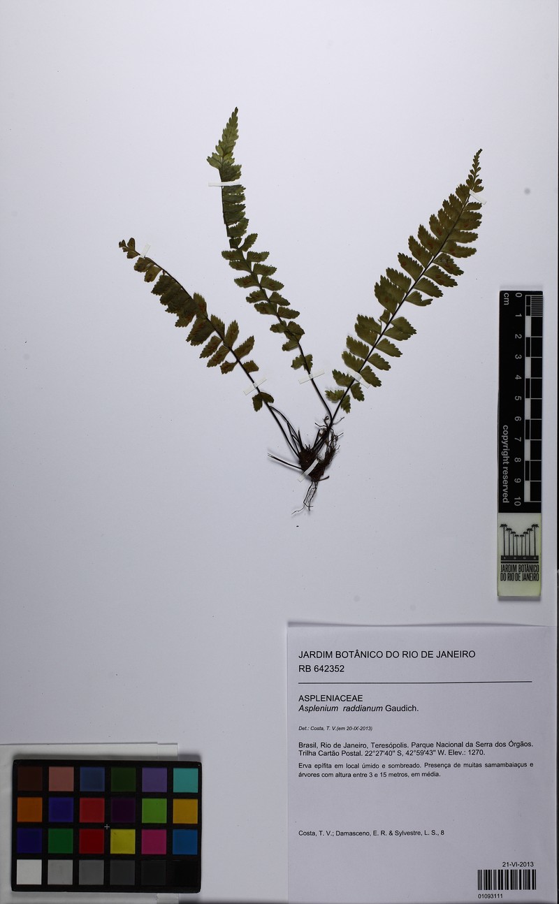 Asplenium raddianum photo 3