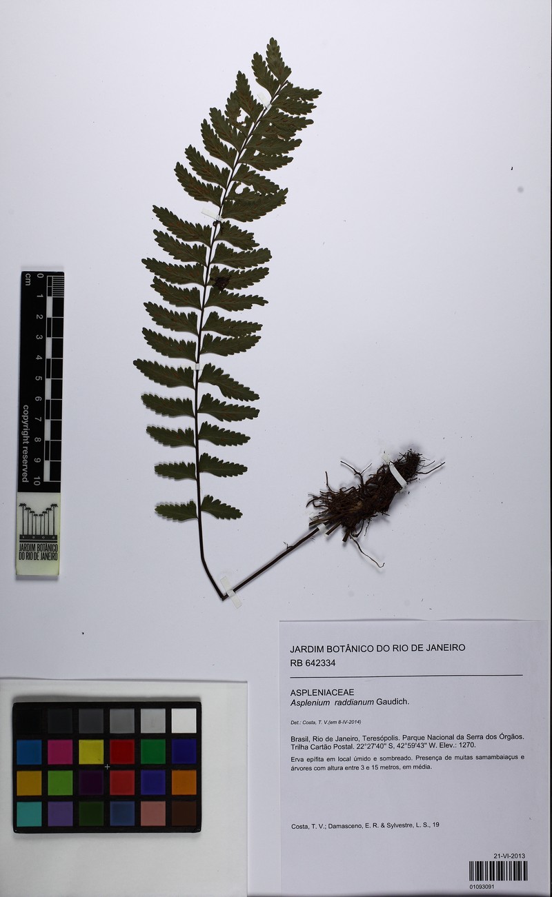 Asplenium raddianum photo 4