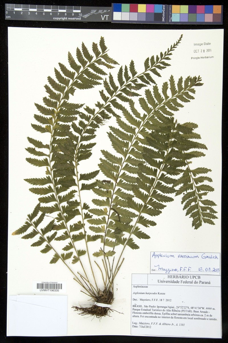 Asplenium raddianum photo 5