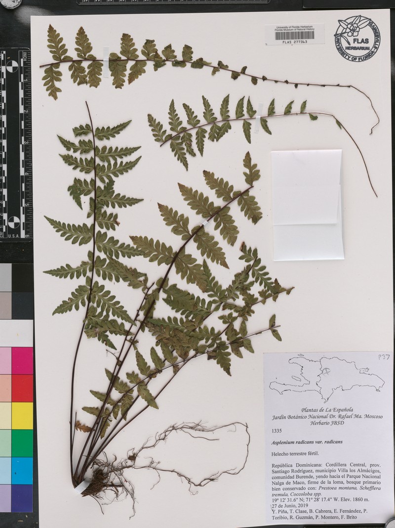 Asplenium radicans var. radicans