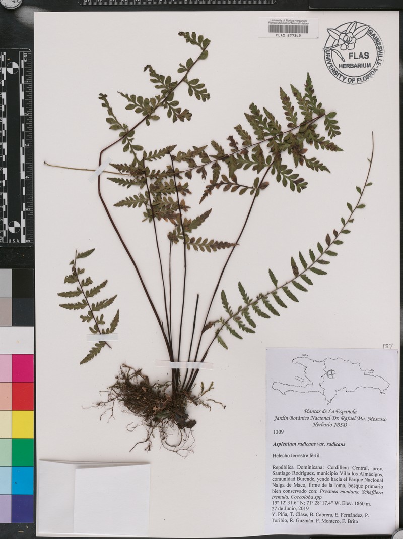 Asplenium radicans var. radicans photo 2