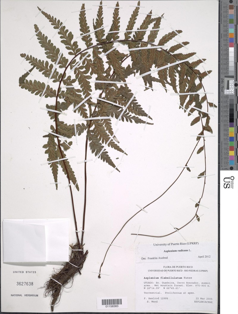 Asplenium radicans var. radicans photo 3