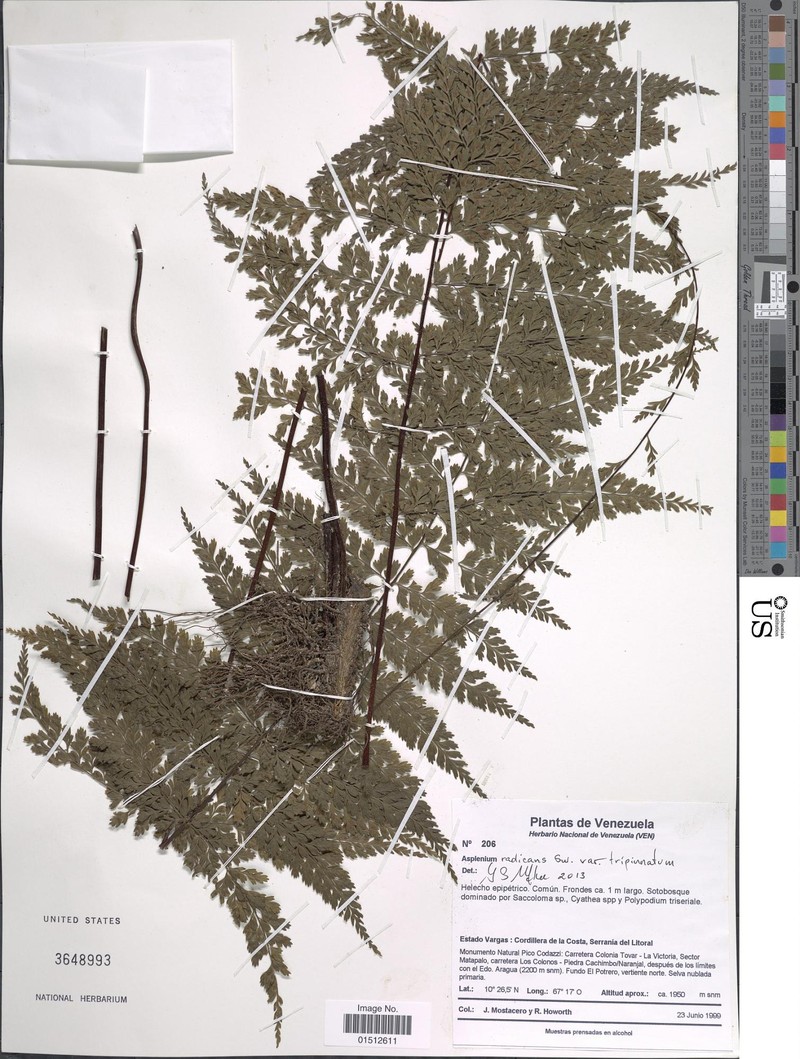 Asplenium radicans var. tripinnatum