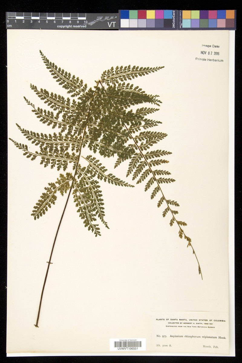 Asplenium radicans var. tripinnatum photo 2