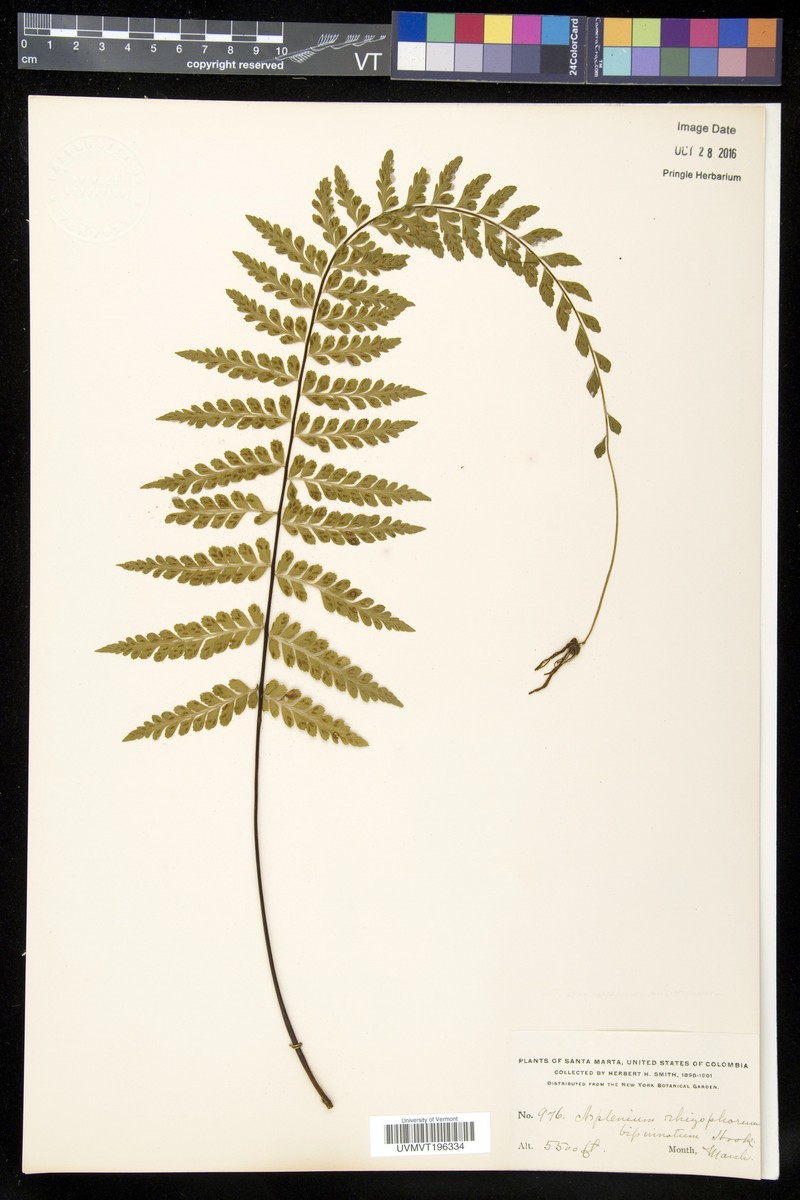 Asplenium radicans var. tripinnatum photo 3