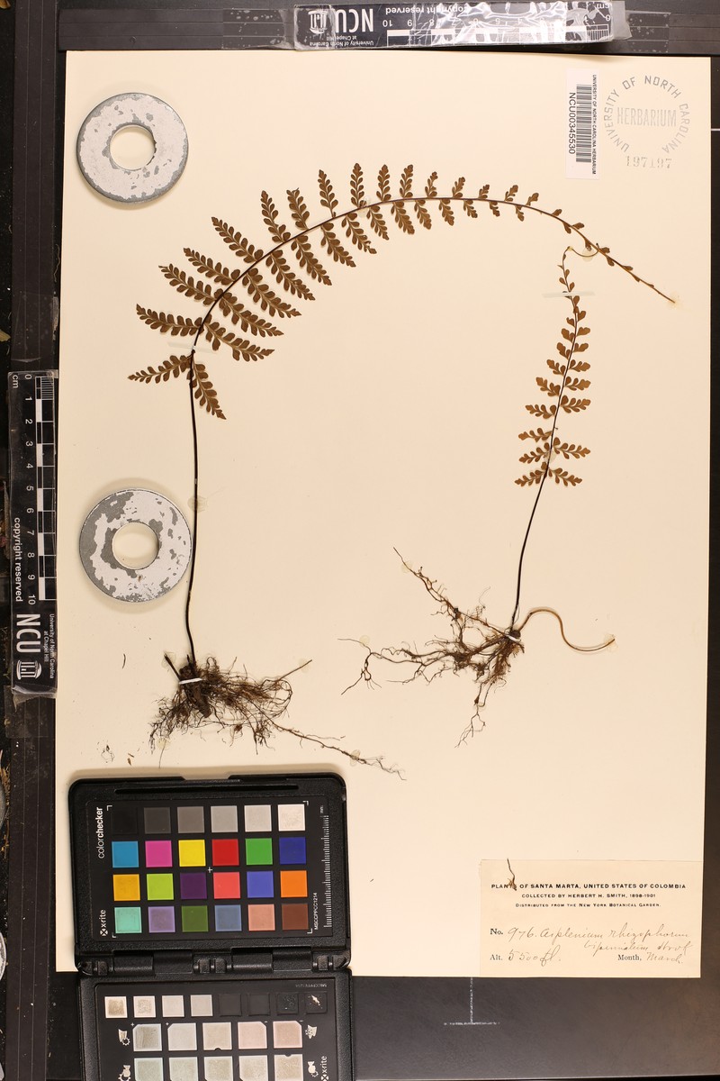 Asplenium radicans var. tripinnatum photo 4