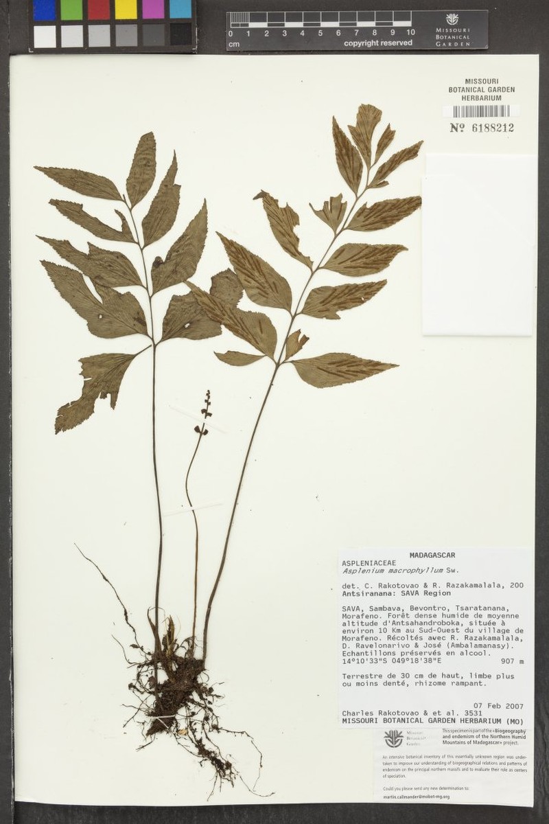Asplenium rakotovaoi