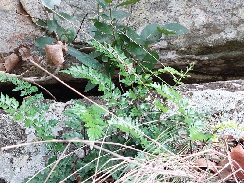 Asplenium ramlowii