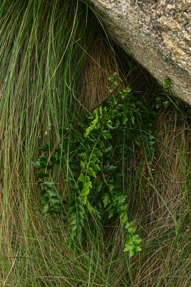 Asplenium ramlowii photo 2