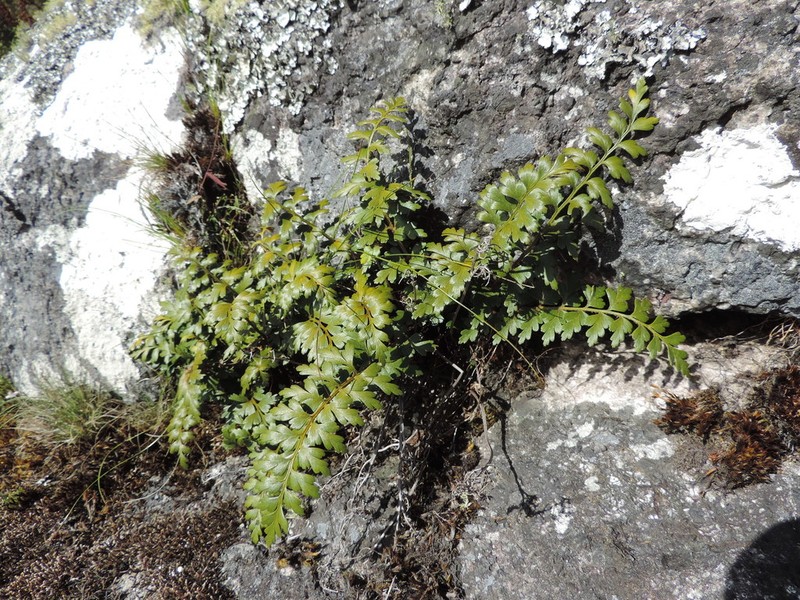 Asplenium ramlowii photo 3
