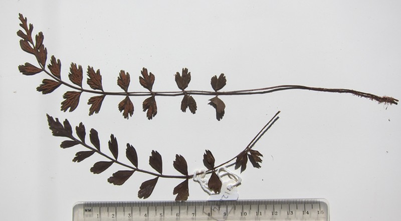 Asplenium ramlowii photo 4