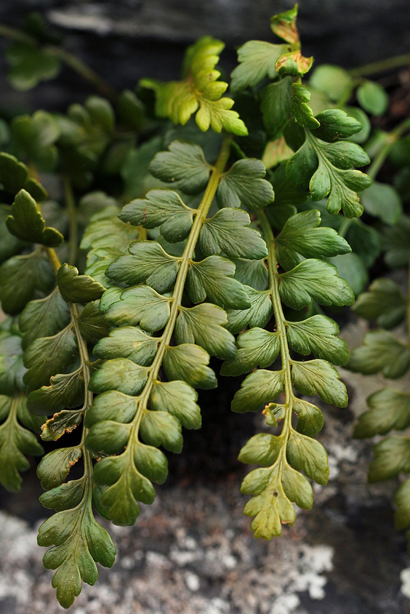 Asplenium ramlowii photo 5