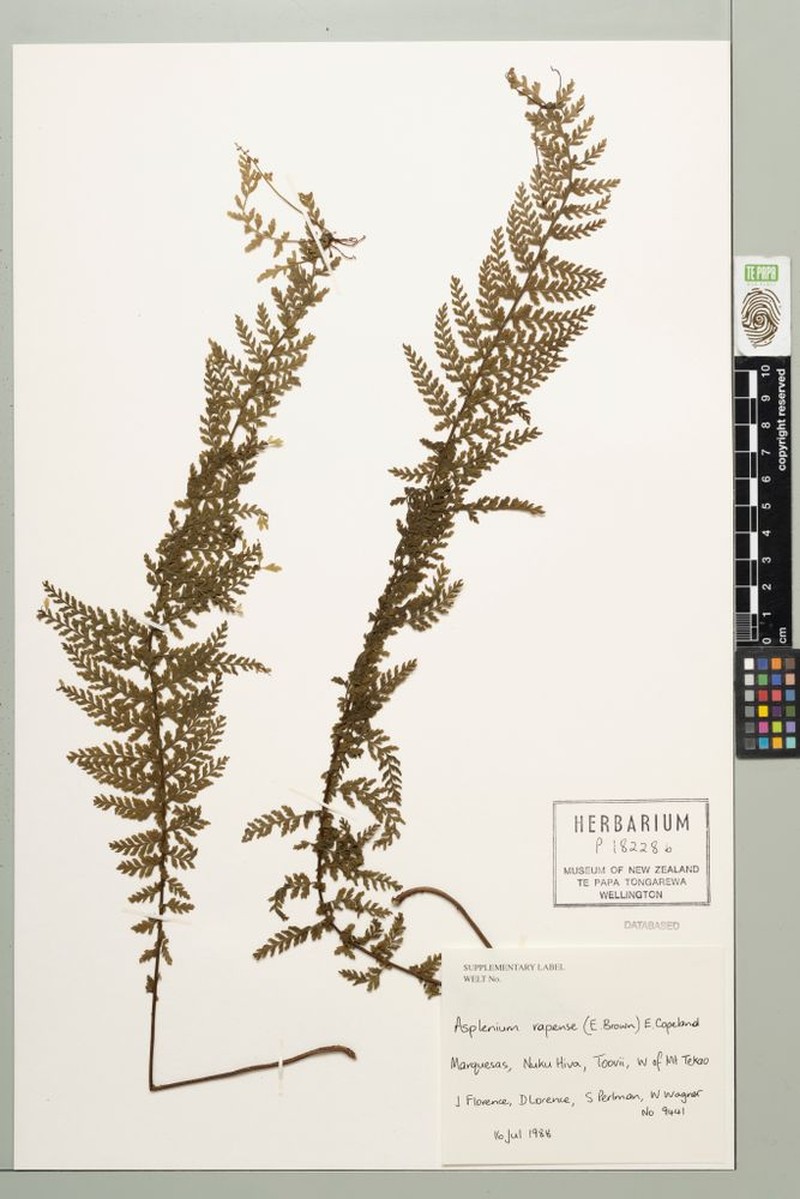 Asplenium rapense