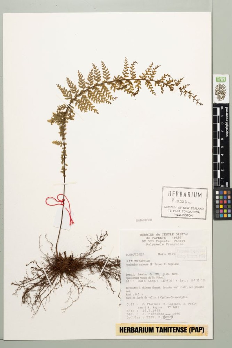 Asplenium rapense photo 2