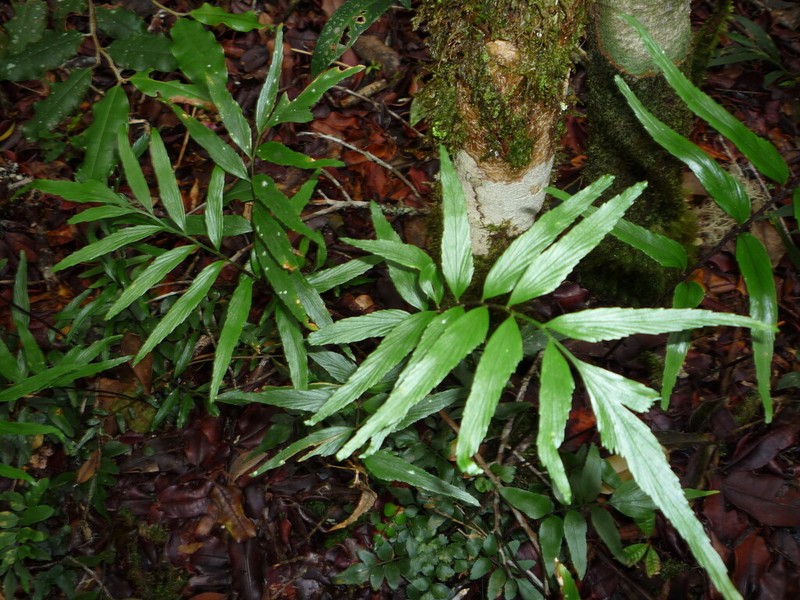 Asplenium rasoloheryi