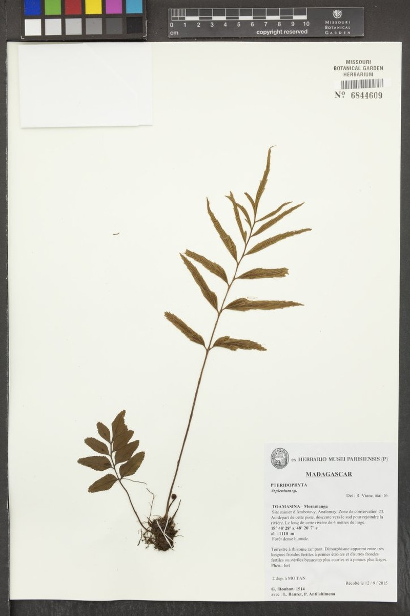 Asplenium rasoloheryi photo 2