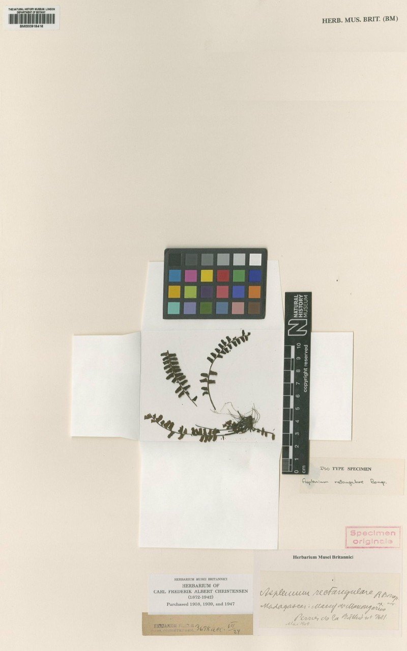 Asplenium rectangulare