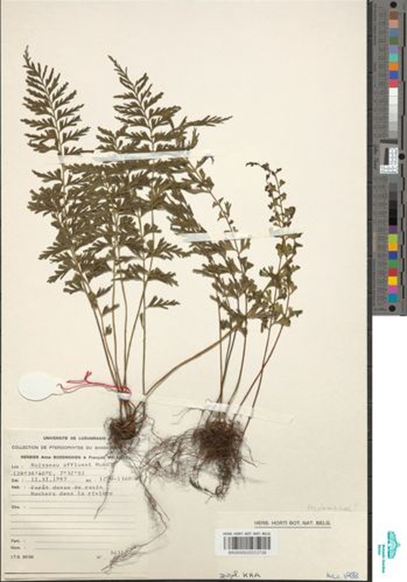 Asplenium reekmansii
