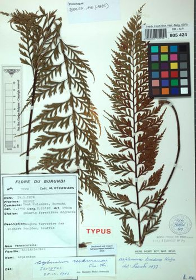 Asplenium reekmansii photo 2