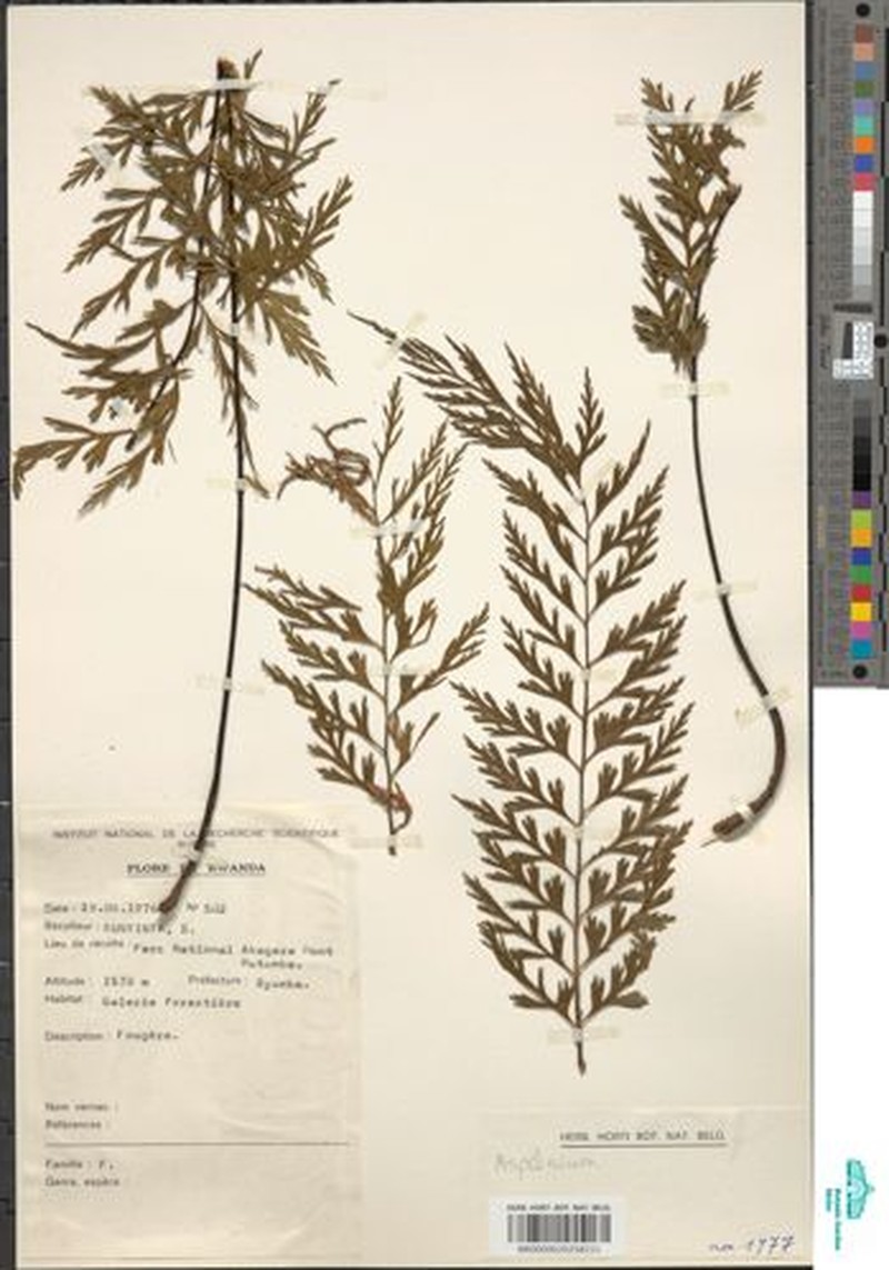 Asplenium reekmansii photo 3