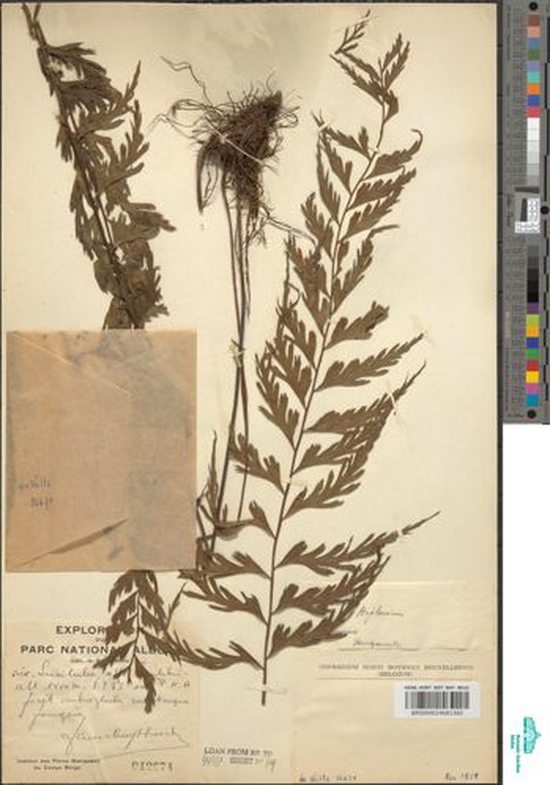Asplenium reekmansii photo 4