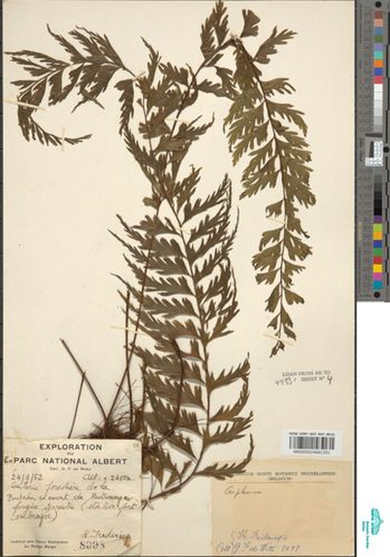 Asplenium reekmansii photo 6