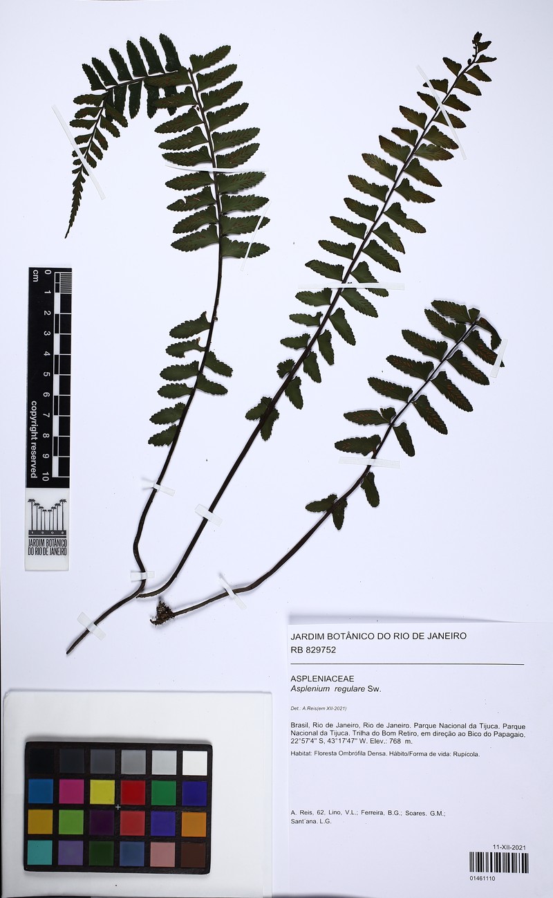 Asplenium regulare
