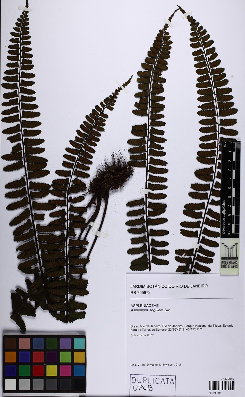 Asplenium regulare photo 2