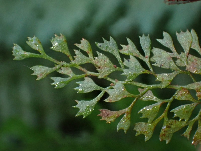 Asplenium repens