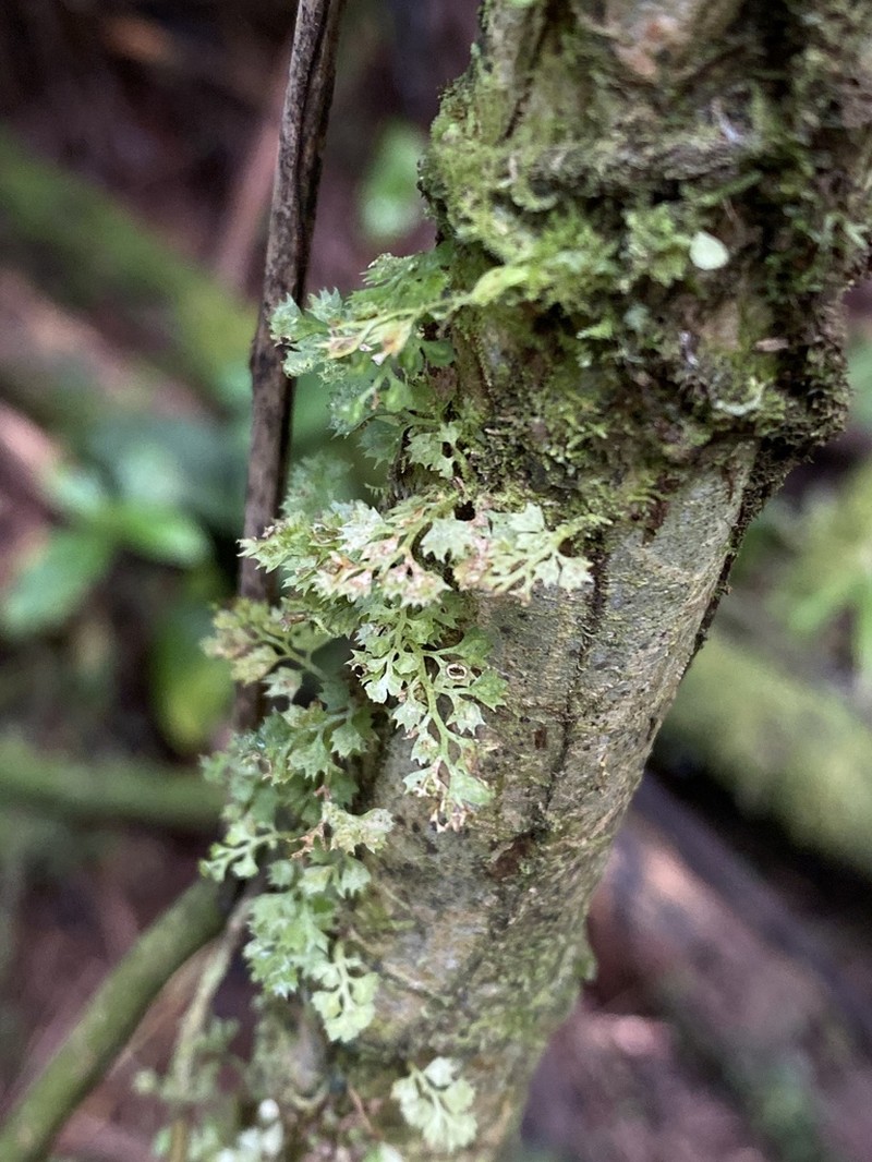 Asplenium repens photo 2