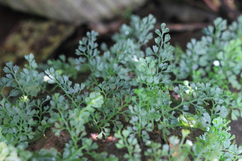 Asplenium repens photo 3