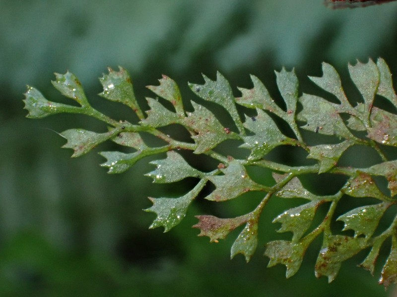 Asplenium repens photo 4