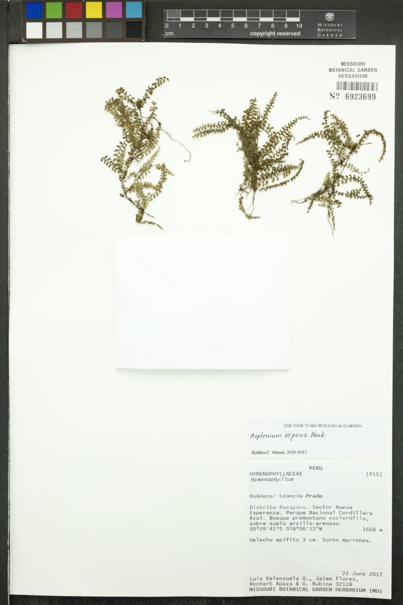 Asplenium repens photo 6