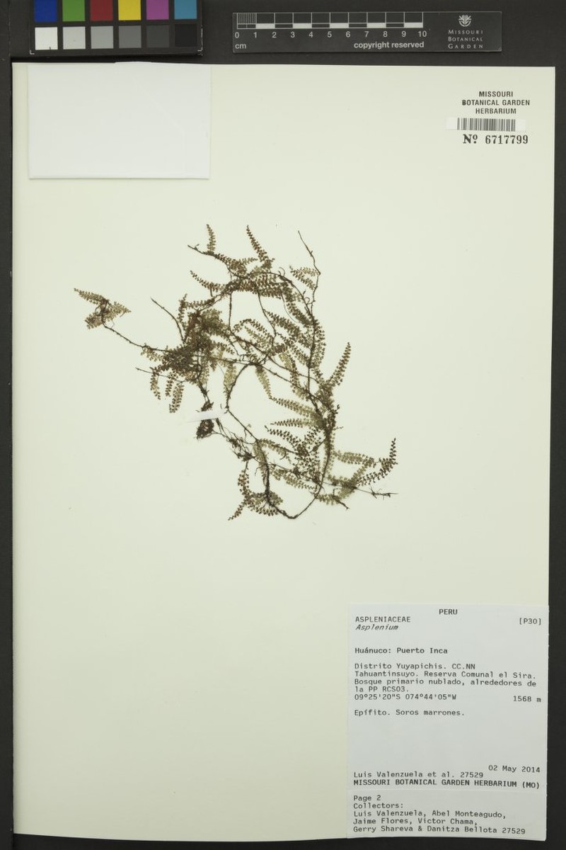 Asplenium repens photo 7
