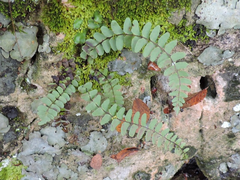 Blackstem Spleenwort